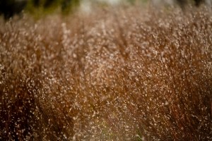 101016_North_Mississippi_015